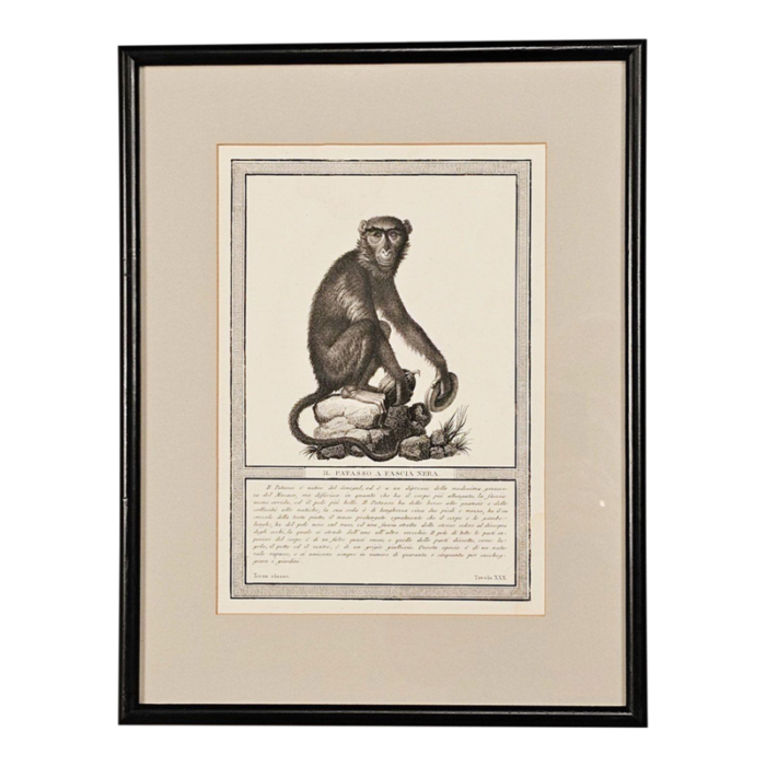 framed engraving il patasso a fascia nera italy circa 1812 4129